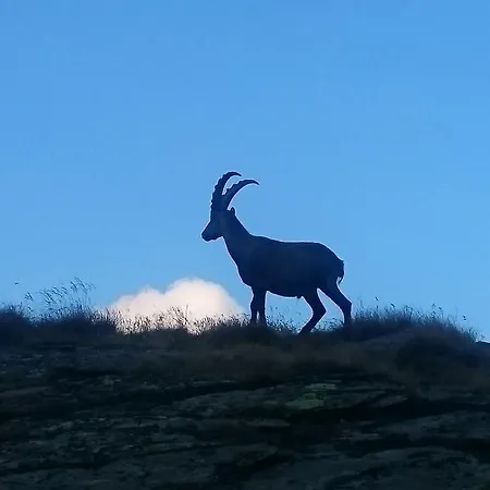 Amor Lodge * Saas-Fee