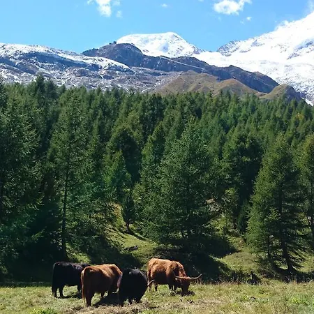 Amor Lodge Appartement *
