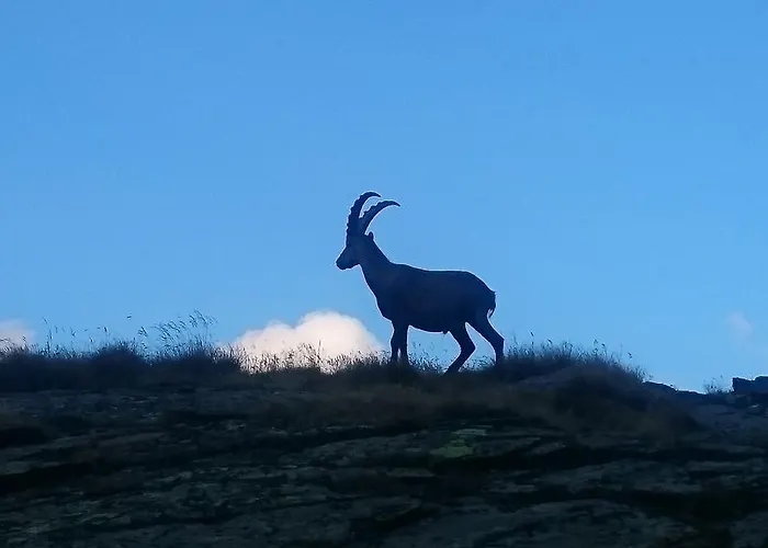 Amor Lodge * Saas-Fee