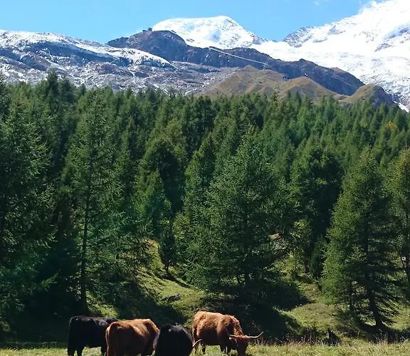 Amor Lodge Apartment *